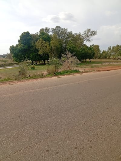 The image depicts a paved road in the foreground, leading towards a landscape with trees and vegetation. The road appears to be an asphalt surface with some cracks and debris. Beyond the road, there is a grassy area with several trees, including some with dense green foliage and others with lighter, more feathery leaves. Some thorny bushes are also visible along the edge of the road and in the grassy area. In the background, there is a body of water, possibly a river, and further trees extend to the horizon. The sky is overcast with clouds. The location is identified as Enagu, Nigeria. There are no people or discernible actions in the image.