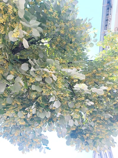 The image displays a close-up, low-angle shot of a flowering linden tree, likely in the city of Vratsa, Bulgaria, given the context provided. The tree's branches are laden with delicate, pale yellow blossoms and large, heart-shaped leaves. The foliage creates a dense canopy, with sunlight filtering through, casting a bright glow on some of the leaves and blossoms. In the upper right portion of the image, a portion of a building is visible, featuring a gray gutter and a white facade, suggesting an urban setting. The sky is a clear, bright blue. No people are present in the frame. The overall impression is one of natural beauty within an urban environment.