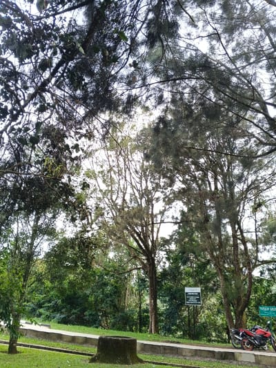The scene depicts a natural, heavily treed outdoor area within the city of Masulog, Philippines. In the foreground, a section of green grass is present. A dark, weathered tree stump, approximately 30-40 centimeters in height and diameter, sits on the grass in the lower-left quadrant. A light gray concrete curb separates the grass from a paved path or road that runs horizontally across the mid-ground, gently curving upwards towards the right. Two motorcycles are parked on this paved surface on the right side of the image; one is primarily red and black with an orange accent on its front wheel, while a darker motorcycle is partially obscured behind it.
In the middle ground, situated amidst the trees and adjacent to the paved area, a white rectangular sign with black text is mounted, prominently displaying "PERHATIAN" at its top, followed by additional text that appears to be regulations or information. To the far right, a green rectangular sign with white text is partially visible, showing "PARKIR GRATIS". The background is dominated by a dense arrangement of tall trees with varying foliage, some exhibiting needle-like leaves and others broader leaf patterns. The sky, bright and predominantly white-gray, is visible through the intricate network of branches and leaves forming the tree canopy overhead. No individuals are present in the image.