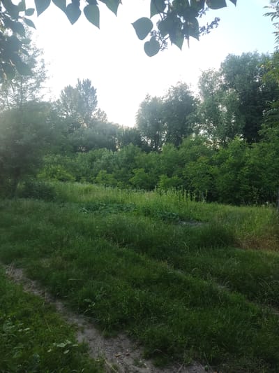 This is a photograph taken outdoors in a natural setting, likely Bohdanivka, Ukraine. The image is oriented vertically, showcasing a lush green landscape. On the left side of the frame, the sky is bright and overcast, with the silhouettes of green leaves and branches from trees visible in the foreground and upper left corner. These leaves are dark green and appear to be on a plant with some small buds or flowers.

The majority of the image is filled with dense green vegetation. A line of trees with thick foliage forms a dark green backdrop across the middle and right side of the frame, stretching into the distance. In front of these trees, a sloping area is covered in thick, vibrant green grass. The grass is tall and appears somewhat unkempt, with individual blades visible. A narrow, lighter-colored path or strip of disturbed earth runs through the grass, suggesting it might be a trail or a place where vegetation is less dense. Some sparse, dry brown grasses are also interspersed with the green. The ground on the far right appears to be dirt with some small, light-colored stones or pebbles.

The lighting suggests it is daytime, possibly late afternoon or early morning, given the bright but diffused light coming from behind the trees and leaves. There is no clear indication of specific weather conditions, but the greenery implies it is likely not a very dry or cold period. No people or man-made objects are prominently featured. The overall mood of the image is serene and natural, highlighting the abundance of plant life in the depicted location. No visible text is present in the image.