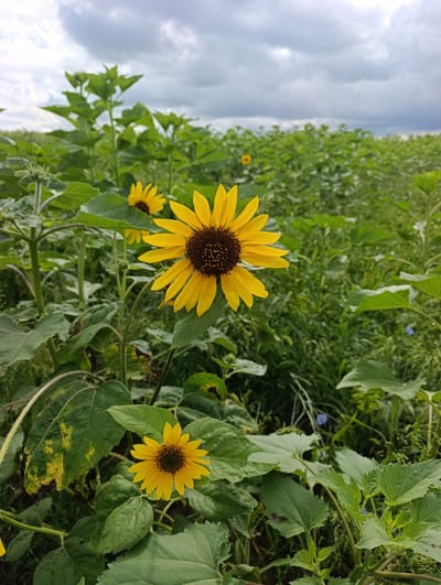 A field of sunflowers under a cloudy sky in Blagoslovenka, Russia. The foreground features a large sunflower in focus, with its bright yellow petals and dark brown center. Behind it, smaller sunflowers and lush green foliage create a dense backdrop. The field extends into the distance, with rows of sunflowers visible under a dramatic sky filled with gray clouds. There are no people or animals in the image.