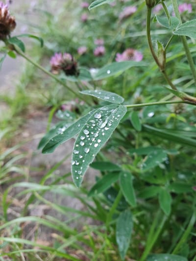 The image is a close-up, shallow depth-of-field photograph of green clover leaves with numerous water droplets on their surfaces. The leaves are elongated and textured, with some appearing slightly fuzzy along the edges. The water droplets vary in size, from tiny specks to larger, round beads, some reflecting the surrounding environment.
In the background, out of focus, are pink clover flowers and green grass. A rough, gravelly surface is visible in the lower left portion of the frame. The overall impression is of a damp, natural environment, likely outdoors after rain.
The location, Ракаўскі сельскі Савет, Belarus, suggests a rural setting, consistent with the presence of clover and grass. There are no people or animals visible in the image. The focus is entirely on the details of the vegetation and the water droplets.
