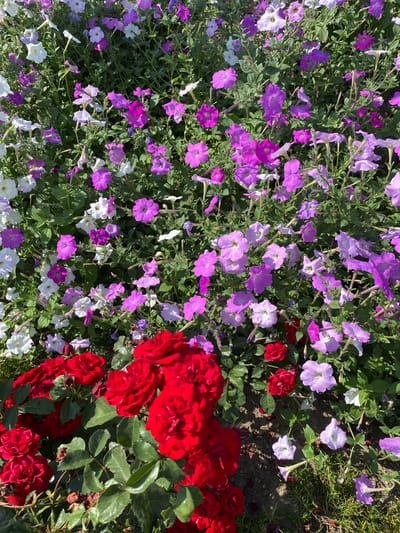 This image captures a vibrant flowerbed filled with a variety of blooming flowers. Dominating the foreground are several clusters of deep red roses, their petals tightly furled in some blooms and more open in others, showcasing a rich, velvety texture. Behind the roses, a dense arrangement of petunias creates a colorful tapestry. These petunias display a spectrum of shades from pure white and pale lavender to vibrant fuchsia and deep purple. Their trumpet-shaped blooms are scattered amongst lush green foliage. The scene is set outdoors, with hints of soil and green grass visible beneath the flowers, suggesting a garden or park setting. The lighting suggests a bright, sunny day, casting subtle shadows on the ground and highlighting the rich colors of the flowers. The image does not contain any people or visible structures that would indicate a specific location within Ventsy, Russia.
