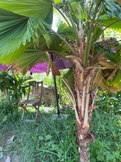 The image depicts an outdoor scene in Suối Tân, Vietnam. In the foreground, the rough, textured trunk of a palm tree is visible, with large green fronds arching overhead. Small green fruits are clustered on branches above. To the left, a wooden folding chair is placed amidst overgrown green grass and foliage. Behind the chair, a purple umbrella is propped up, partially obscured by the palm fronds and other greenery. A rough stone structure is visible in the background, along with more dense vegetation under the bright sunlight. The overall environment appears to be a garden or yard with lush plant life.