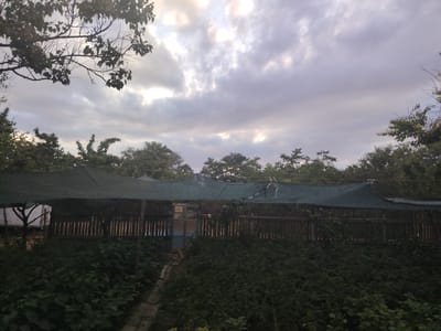The image depicts an outdoor scene in the city of Степное, Russia, likely during overcast conditions given the cloudy sky. In the foreground, dense green foliage obscures the ground, with a wooden path leading through it towards a structure. This structure appears to be a fenced-in area covered by a green mesh tarp, creating a shaded enclosure. Behind the fence, more trees and vegetation are visible, and in the far left, a white trailer or vehicle is partially visible. A ginger-colored cat is standing on the wooden path, facing away from the camera. The overall impression is of a garden or agricultural space with some form of protective covering.