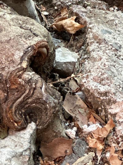 The image depicts a close-up view of a natural scene, focusing on the textured surfaces of rocks and decaying organic matter. In the foreground, a large, weathered rock exhibits intricate, swirling patterns that suggest a biological origin, possibly a petrified root system or a unique mineral formation. The rock's surface is rough and multi-colored, with shades of brown, grey, and white. To the right and behind this prominent rock, smaller rocks and debris are visible, including dry, fallen leaves and twigs. The overall color palette is muted, dominated by earthy tones. The scene appears to be located outdoors, in an environment with limited vegetation, consistent with a rocky, uncultivated area.
There is no information within the image itself to suggest a specific location in the city of Trieste, Italy. The image captures a detail of natural elements.