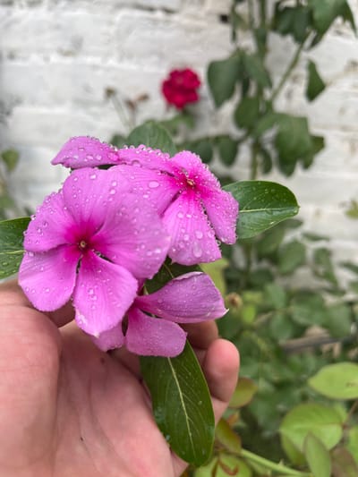 A close-up, high-angle view in Kabal, Pakistan, displays a light-skinned human hand holding three vibrant magenta-pink flowers with five petals each, and several glossy green leaves. Both the petals and leaves are heavily adorned with numerous small, clear water droplets. The flowers feature a darker pink or reddish center with a small yellow pistil. The background is rendered with a shallow depth of field, revealing a light-colored, possibly white, brick wall in the upper left and blurred green foliage with a single out-of-focus red flower in the upper right. The hand exhibits visible creases and a minor amount of dark residue on the fingers, suggesting recent outdoor activity.