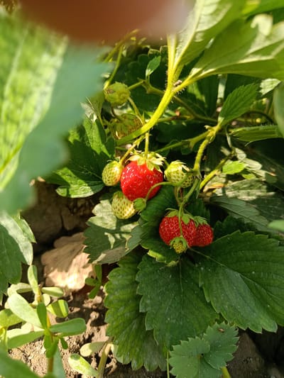 The image shows a close-up view of a strawberry plant in what appears to be an outdoor garden. Several ripe red strawberries are visible, along with some smaller, unripe green ones. The plant has lush green leaves and thin stems, some of which are fuzzy. The ground beneath the plant is soil, with some dry leaves and other small plants visible. Sunlight is filtering through the leaves, creating shadows and highlights. The specific location in the city of Қарасу, Kazakhstan cannot be determined from the image alone.