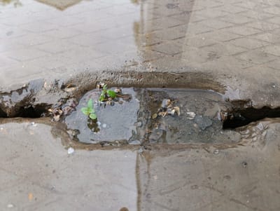 The image shows a close-up view of a crack in a concrete pavement, filled with water and debris. A small green plant is growing in the crack. The pavement appears wet, likely from rain, and reflects the sky. The scene is a common urban sight, suggesting a street or sidewalk. The general appearance is one of neglect and disrepair. There are no people or animals visible in the image. The environment is urban, characterized by concrete and water.