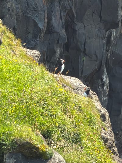 Two puffins are perched on a grassy cliff face in Gásadalur, Faroe Islands. The puffins are black and white with distinctive orange beaks. One puffin is facing away from the camera, looking down the cliff, while the other is facing toward the camera, alert. The cliff is covered in lush green grass and small yellow wildflowers, suggesting a daytime setting in mild weather. The background consists of dark, rugged rock formations, characteristic of the dramatic coastal landscape of the Faroe Islands. The overall scene is one of natural beauty and wildlife in a remote, rugged environment. There is no visible text in the image.