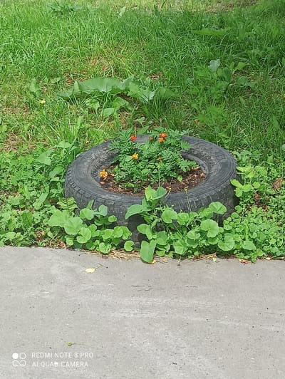 The image shows a close-up view of a repurposed tire planter filled with small orange flowers and green foliage. The planter is situated on the edge of a paved surface, likely a sidewalk or path, surrounded by grass and other greenery. The lighting suggests it is daytime, with sunlight casting shadows. The background consists of lush green grass and some larger leafy plants. There are no people or animals visible in the frame. The bottom left corner of the image contains a watermark that reads "REDMI NOTE 8 PRO AI QUAD CAMERA". This image is not sufficient to determine the specific location in the city of Irbit, Russia.