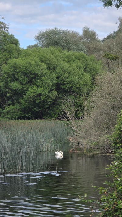 The image depicts a body of water, possibly a lake or pond, in Stanwick, United Kingdom. Tall reeds grow along the water's edge. A single white swan is swimming in the water, its neck curved in a graceful S shape. The water's surface is rippled, reflecting light and shadows. Lush green trees and foliage line the bank, creating a natural, wooded environment. The sky is visible in the upper left, with a mix of blue and white clouds.