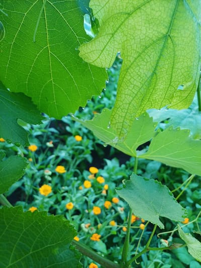 This is a close-up, eye-level, outdoor photograph of green grape leaves in focus in the foreground, with a blurred background of small yellow flowers and green foliage. Water droplets are visible on the edges and surfaces of the grape leaves. The scene appears to be a garden or natural setting. There are no people or animals in the image. The location is identified as Trypillia, Ukraine.