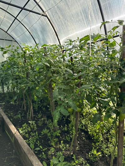 The image depicts a greenhouse in Большой Турыш, Russia, filled with rows of tomato plants. The plants are supported by wooden stakes and are laden with developing green tomatoes and small yellow flowers. The greenhouse has a transparent, possibly polycarbonate, roof supported by a metal frame. The ground is dark soil with some small weeds and other low-lying green plants growing around the base of the tomato plants. A wooden border defines the edge of the planting bed in the foreground. The scene suggests a horticultural setting focused on tomato cultivation.