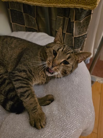 A tabby cat is lying on its side on a light gray textured cushion. The cat's mouth is open, revealing its tongue and teeth, and its eyes are wide open. Its fur is striped with brown and black markings. In the background, a patterned curtain and a wooden floor are visible. There is no specific indication of the location within the city of Brzeg, Poland.