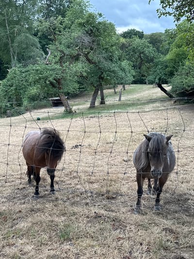 The image shows a dry, grassy field with two horses behind a wire fence. The horse on the left is brown with a dark mane and tail, while the horse on the right is grey. Both horses are standing and appear to be looking towards the camera. In the background, there are trees and a small shed. The sky is cloudy. The scene is located in the vicinity of Bech, Luxembourg, based on the image metadata.