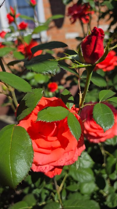 This image shows a close-up view of red roses blooming in a garden. The roses are in various stages of bloom, with one bud tightly closed and another partially open. The petals of the open rose are a vibrant red with some darker red spots. The leaves are a deep green and appear healthy. In the background, there are more red roses and green foliage, suggesting a dense planting. A brick wall is visible in the upper background, out of focus, along with a hint of a window. The lighting suggests it is a sunny day, casting shadows on the leaves and petals. There are no people or animals present in the image. The specific location within Krasnochervonnyi, Russia, cannot be determined from the visual information provided.