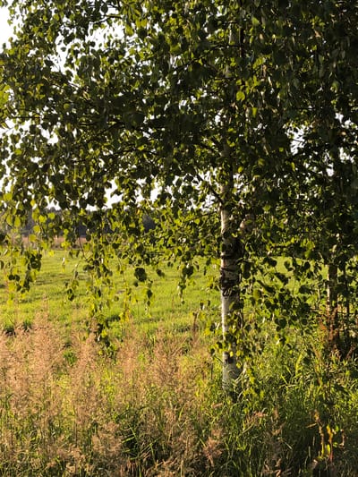 This image captures a sun-dappled natural scene, likely in a rural or park setting, and does not provide any identifiable elements or landmarks that would allow for a specific location within the city of Makeikha, Russia, or any other city.
The foreground is dominated by a birch tree with its characteristic white, black-marked bark. The tree's branches, laden with green leaves, extend towards the viewer, with some branches and leaves hanging downwards, creating a natural curtain effect. The leaves are illuminated by sunlight, with some areas appearing brighter than others due to the dappled light.
Behind the tree, a grassy field stretches into the background, also bathed in sunlight. The grass is lush and green, with hints of yellow and brown in some areas, suggesting a natural meadow or pasture. In the very far distance, a line of trees forms a dark silhouette against the sky, suggesting a forest edge or a distant treeline.
In the lower part of the image, in front of the grassy field and around the base of the birch tree, there is a dense growth of taller, dry grasses and weeds. These plants have a reddish-brown, feathery appearance and are interspersed with green grasses.
The overall impression is one of a peaceful, sunlit natural environment, likely during the late afternoon or early evening, given the warm quality of the light. There are no people, animals, or man-made structures visible in the image.