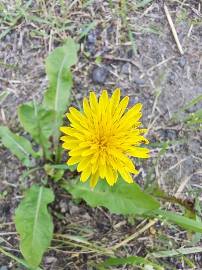 A close-up, overhead shot captures a single, bright yellow dandelion flower in full bloom. The flower is positioned in the center of the frame, with its delicate petals radiating outwards. Surrounding the dandelion are green leaves and a background of dry soil and sparse grass. The overall scene suggests an outdoor environment, possibly a park or natural area within the Чонкаўскі сельскі Савет, Belarus. No people or animals are visible in the image.