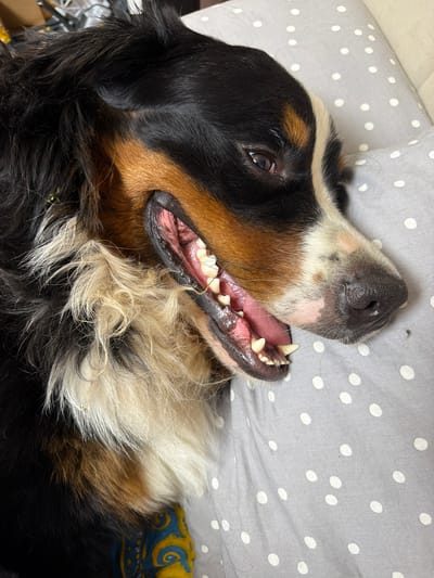 An overhead, close-up shot captures a Bernese Mountain Dog lying down with its mouth open, revealing its teeth and pink tongue. The dog's fur is a tri-color mix of black, brown, and white, with some strands appearing slightly damp or matted. A gray pillow with white polka dots is visible beneath the dog, and a patterned textile is partially visible at the bottom of the frame. The image appears to have been taken indoors, potentially in a residential setting. There is no indication of the specific location within Nakhabino, Russia.