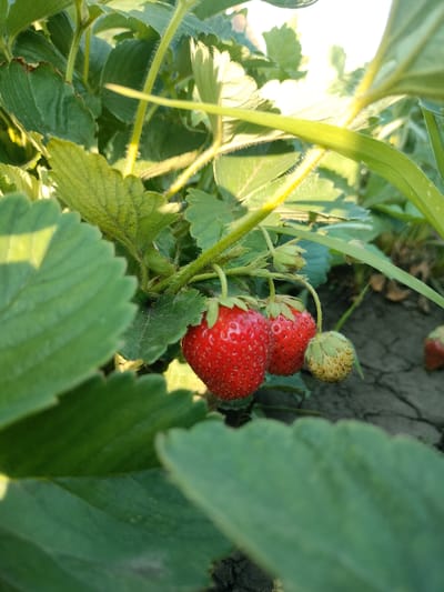 This is a close-up, outdoor, eye-level shot of a strawberry plant in Shadrino, Russia. The subjects are ripe strawberries and developing strawberries, along with their green leaves and stems. The scene is a strawberry patch, likely a garden or field, with cracked earth visible in the background.

The strawberries are the focal point. Two are bright red and appear ripe, while a third, smaller one, is still green and developing. The leaves are a vibrant green, some slightly out of focus, creating a sense of depth. The light suggests it is daytime, possibly late afternoon or early morning due to the warm, diffused sunlight filtering through the leaves. There is no text visible in the image. The overall impression is one of a healthy, growing strawberry plant bathed in natural light.