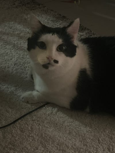 The image displays a domestic bicolored cat, predominantly white with black markings, positioned in a recumbent posture. The animal faces the camera, revealing black patches over both orbital regions, a distinct small black macule superior to the philtrum, and a larger irregular black macule on the mandibular area. The pelage on the viewer's right side of the cat's torso is black, contrasting with a white forepaw visible on the left. The cat rests upon a light-colored, textured carpet. A thin, black electrical cable is visible on the carpet in the lower left quadrant. Ambient lighting conditions appear dim. The scene is identified as being located in Blankenberge, Belgium.