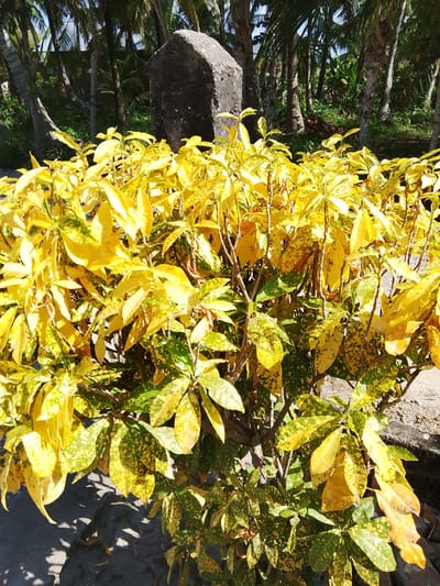An outdoor, eye-level, medium shot captures a dense bush of variegated yellow and green leaves in the foreground, casting dappled shadows on a dark, concrete ground surface. The bush is centrally positioned in the frame, with its branches extending outwards. In the background, a cluster of tall palm trees creates a lush, green canopy. To the left of the palm trees, a large, rough, grey stone structure, possibly a monument or part of a building, stands prominently. The lighting suggests a sunny day, with bright light illuminating the leaves and creating distinct shadows. The scene appears to be located in a tropical environment, likely in Alue, Indonesia, given the presence of palm trees and the overall lush vegetation.