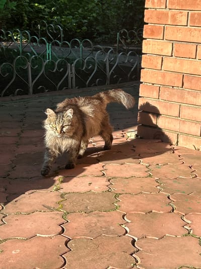 In Krasnyy Yar, Russia, a long-haired cat with tabby markings basks in the sunlight on a patio paved with red, wavy tiles. The cat is positioned near a decorative metal fence and a brick wall, suggesting an outdoor area such as a yard or garden. Green foliage is visible behind the fence. The sun is casting a strong shadow of the cat onto the tiles, indicating it is likely midday or afternoon. The scene appears peaceful and serene, with the cat enjoying a moment of repose in the warm weather. There is no visible text in the image.