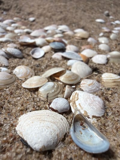 The image shows a close-up, eye-level view of a collection of seashells and sand on a beach. The seashells are varied in size, shape, and color, with many being white or off-white, some with subtle brown or pinkish markings. They are scattered across the sandy surface, some partially buried. The sand itself is coarse and appears to be mixed with small pebbles and shell fragments.
In the foreground, a large, round, ribbed white seashell is prominent, positioned slightly to the left of center. To its right is a smaller, broken white shell with a dark brown edge. Another shell, open and cup-shaped with a pale blue interior, is visible in the lower left quadrant, containing a few grains of sand. Further into the background, more seashells are visible, some appearing to be whole and others broken, creating a textured and layered effect. The perspective is slightly angled, with the shells receding into the background and becoming softer in focus, suggesting a shallow depth of field.
The lighting appears to be natural daylight, casting subtle shadows and highlighting the textures of the shells and sand. There are no visible people or animals. The scene evokes a sense of calm and the natural beauty of a coastal environment. Given the location context of Gauja, Latvia, this is likely a scene from a beach along the Baltic Sea coast. There is no visible text in the image.