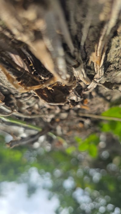 The image is a close-up shot taken at ground level, focusing on tree bark and dried leaves. The tree bark is rough and textured, with various shades of brown and gray. Dried leaves, also brown, are scattered across the bark. There are some blades of green grass. In the background, there is a blurred green foliage and light sky. The location is Raya Sanggeu, Indonesia, as specified. No people, interactions, or actions are visible.