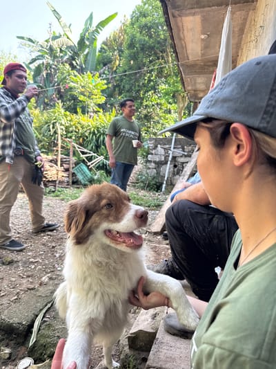 The image, likely taken in Pinahuista, Mexico, depicts an outdoor scene involving people and a dog. A person wearing a grey baseball cap and a green shirt is kneeling down, interacting with a white and brown dog. Another person stands behind them wearing black pants and a green shirt. In the background, a person wearing a red cap and a checkered shirt is looking up, while another person in a green t-shirt stands further away. The setting appears to be a yard with trees and vegetation. The foreground shows a partially concrete or stone surface. A white cloth is visible attached to the building on the left.