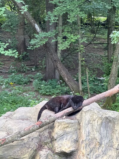 The image shows a black panther resting on a rock formation in a wooded area. The panther is lying on its side with its head resting on a fallen log. The background consists of trees and dense foliage. The lighting suggests it is daytime. There are no people visible in the image. The location is not specified as Klemyatino, Russia, nor is there any indication of that location in the image.