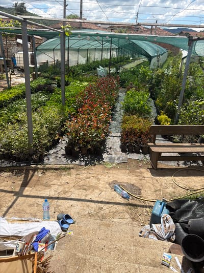 The image shows an outdoor plant nursery in Domlyan, Bulgaria. Rows of potted plants with varying foliage colors, including green, red, and yellow, are lined up on the left side of the frame, partially covered by a greenhouse structure with a green netting. To the right is a concrete surface with various objects scattered around, including a wooden bench, empty plastic water bottles, a pair of blue clogs, plant pots, gardening tools, a towel, and what appears to be a pack of cigarettes. The overall environment is sunny, suggesting a bright day. No people are visible in the image.