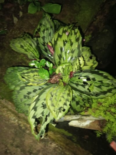 This image, captured in Naya Andura, India, displays a close-up, top-down view of a cluster of variegated plants under low-light conditions, likely illuminated by a flash. The primary subjects are broad, ovate leaves featuring a distinct dark green and lighter green/yellow-green patterned coloration. Numerous leaves exhibit irregular holes and tears, consistent with insect damage or decay. Small, reddish-purple emergent structures are visible amidst the foliage, indicative of new growth or floral buds. Surrounding the main plant are smaller, lighter green plants with tiny, rounded leaves, and a patch of vibrant green, finely-textured moss-like vegetation is present on the lower right. The plants are situated on a dark, textured substrate, possibly soil or decaying organic matter. A light-colored, linear structure, appearing to be concrete or stone, forms an edge in the lower right portion of the frame, adjacent to a darker area that may contain moisture or shadow. No human subjects or discernible actions are depicted.