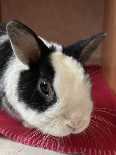 A close-up, top-down photograph captures the head of a small, black and white animal, likely a rabbit, resting peacefully on a textured, vibrant red blanket or fabric. The animal's head is tilted, and its expression appears calm.
Its fur exhibits a distinct piebald pattern: extensive white fur covers the top of its head, snout, and below its eye, contrasting sharply with a prominent black patch that encircles its dark, round eye. The visible ear, standing upright, is primarily black on the outside, fading to lighter tones on its inner surface. The fur throughout is soft and dense.
A key detail is the multitude of long, delicate white whiskers that fan out from its small, pinkish nose and muzzle, extending over the red background. The eye is dark and reflective, catching a subtle glint of light. A blurred, warm brown background is visible behind the animal's ear, suggesting an indoor setting. The red blanket, particularly noticeable on the right side of the frame, has a ribbed or woven texture. No text is visible in the image. The scene conveys a sense of tranquility.