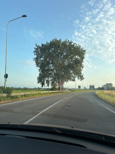 The image depicts a paved road curving through a rural landscape. A large, leafy tree stands prominently beside the road, its branches casting shadows. A lamppost with a dark fixture is visible to the left of the tree. The road is marked with white lines, and on the right side, tall grass grows. In the distance, several industrial buildings, including silos, are visible against a clear blue sky dotted with scattered white clouds. The view appears to be from inside a vehicle, with the dashboard partially visible in the foreground. This scene is located in Novara, Italy, possibly along a road leading to or from industrial areas.
