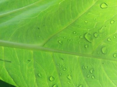 The image presents a close-up, macro-level view of a vibrant green leaf, located in Silvino Lobos, Philippines. A prominent central vein traverses the leaf diagonally from the lower left to the upper right, with numerous secondary veins visible across the entire surface. The leaf is covered with clear, spherical and semi-spherical water droplets, varying in size, which display properties of light refraction and reflection. The leaf material exhibits translucency, indicating strong illumination from behind or above. No individuals, animals, or artificial objects are present within the frame.