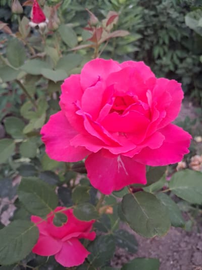 In the village of Guldala, Kazakhstan, a close-up shot captures a vibrant pink rose in full bloom, its petals unfurling in the soft natural light. The rose is the central focus, with its rich color and delicate texture drawing the viewer's eye. Surrounding the main bloom, other elements of the garden are visible, though slightly out of focus. Lush green leaves form a backdrop, interspersed with hints of rosebuds, some appearing to be tightly closed while others are beginning to open. The ground beneath the rose appears to be covered in soil and small pebbles, suggesting an outdoor garden setting. The overall scene evokes a sense of natural beauty and tranquility.