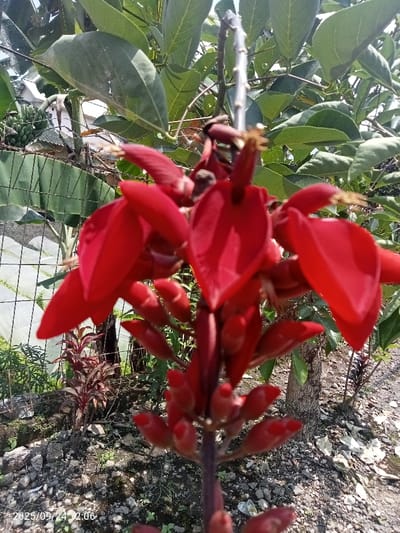The image depicts a close-up, upward-angled view of a red flowering plant, likely a species of *Erythrina* or coral tree, outdoors in Quebrada del Medio, Venezuela. The central subject is a raceme of bright red, boat-shaped flowers, some fully open at the top revealing pointed anthers, and numerous unopened, elongated red buds extending downwards along the stalk. The main stalk is dark and appears woody.
In the mid-ground, behind the flowering plant, dense green foliage from various trees is visible. To the left, a wire mesh fence separates the foreground from the background. Behind this fence, a cluster of green, unripe bananas hangs from a banana plant, with large green banana leaves partially obscuring a distant, white-colored structure, likely a building. To the right, a segment of a tree trunk with textured bark is visible, with some dark reddish-purple ground cover plants beneath it.
The foreground consists of sparse ground cover, including small green plants and dry, rocky soil mixed with pebbles and debris. The scene is brightly lit by natural sunlight, casting faint shadows on the ground. No people are present, and no active interactions are depicted. A timestamp "2023/09/24 12:06" is visible in the bottom left corner.
