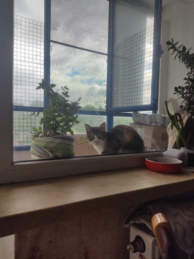 A calico cat peers through a window, its gaze directed towards the viewer. The window, equipped with a protective mesh, offers a glimpse of the outside world. A potted plant adds a touch of greenery to the windowsill. The scene appears to be indoors, possibly a residential setting. The image does not provide sufficient information to confirm the location as Pavlovo, Russia.