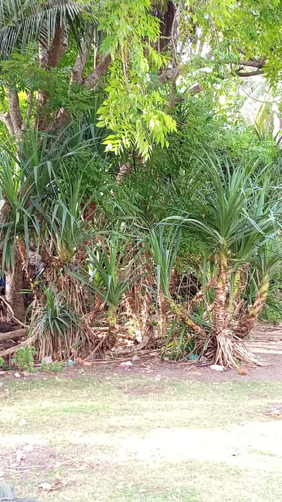 The image depicts a natural scene with lush vegetation, likely in Pusong, Indonesia. A dense cluster of pandanus plants, characterized by their spiky, sword-like leaves and prominent aerial roots, dominates the midground. These plants have thick, woody trunks that branch out. Behind them, taller trees with textured bark and abundant green foliage create a layered effect, with some sunlight filtering through the leaves. The ground in the foreground is covered in patchy green grass and bare soil, with scattered debris such as plastic bags and other litter visible amongst the roots of the pandanus plants and on the ground. The overall impression is of an overgrown, somewhat unkempt natural area. No people or animals are clearly visible in the image.
