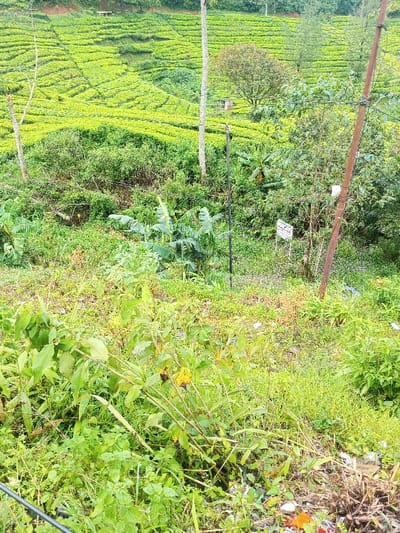 A verdant hillside is captured in the image, showcasing tiered tea plantations in the background. Dense green foliage fills the midground, interspersed with banana trees and a sign. Foreground vegetation is thick, with vibrant green plants and patches of overgrown grass. Electrical poles with wires stand vertically on the right of the picture. Debris, like plastic, litters the base of the image.