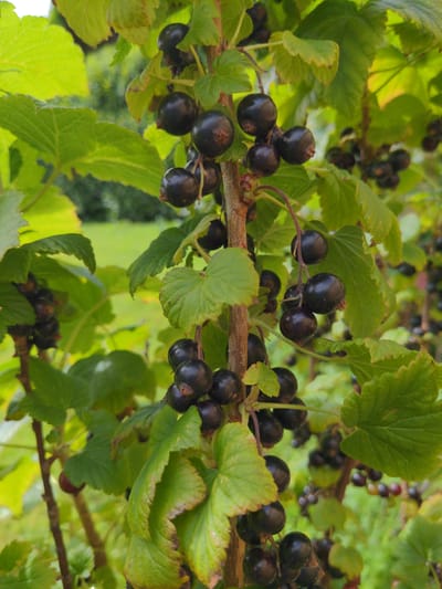 The image shows a close-up of blackcurrants growing on a bush. The berries are dark purple and round, clustered together on thin stems. Green leaves, some with slightly yellowed or brown edges, surround the berries. The background is blurred, showing more foliage and hints of green grass and possibly a tree line, suggesting an outdoor garden or natural setting. There are no people or animals visible in the image. The lighting appears to be natural daylight. The image is focused on the detail of the fruit and foliage.
