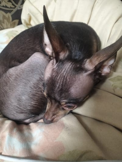 A close-up shot shows a small, dark-furred dog with large, pointed ears curled up on a light-colored blanket. The dog's head is resting on its body, with one eye partially visible. The blanket has a subtle pattern of light and dark patches. The overall scene suggests a pet resting in a comfortable indoor setting, possibly a home in the Zuyzino district of Russia, given the request.