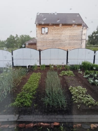 The image shows a garden plot in Bezlesnyy, Russia, on a cloudy or rainy day. Water droplets are visible on the window through which the photo was taken. In the background, a two-story wooden house with a dark tiled roof and a single window on the upper floor is visible. A smaller wooden structure with a similar roof is also present to the left of the house. A white metal fence with arched sections separates the garden from the buildings.

The garden itself is divided into rows of various vegetables. On the left side, there are tall green plants that appear to be onions or leeks. In the center, a row of dense green plants, likely young carrots or parsley, is visible. To the right of these, there are more green plants, possibly beets or other leafy greens, and further to the right, some plants with larger, lighter green leaves that resemble cabbage or cauliflower. The soil is dark brown and appears moist. Wooden planks form a border at the bottom of the frame, with scattered red bricks in front of them. The overall scene suggests a residential backyard garden in a rural or suburban setting.