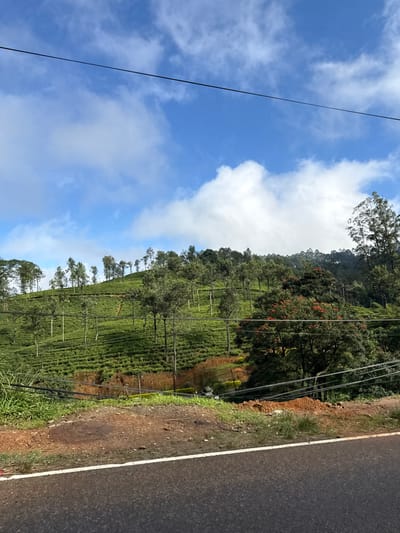 Lush, green tea plantation cascades down a hillside under a partly cloudy blue sky. Regular rows of tea bushes stretch into the distance, punctuated by taller trees providing shade. Power lines diagonally traverse the frame, adding a linear element against the organic landscape. A narrow asphalt road with a white dividing line runs along the edge, bordered by grassy and earthy terrain.