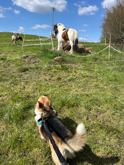 The image shows a sunny outdoor scene in Waldgrehweiler, Germany. A corgi-like dog with a black and tan coat is lying on the green grass, attached to a black leash with a blue collar. In the background, behind a white electric fence, there are two horses, one brown and white and the other grey. An electricity pylon is visible in the background. The sky is blue with some white clouds.