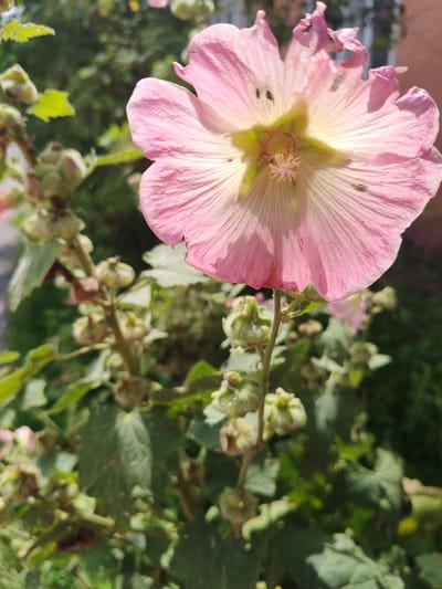 A close-up, eye-level, vertical shot captures a single, large, pink hollyhock flower in bloom. The flower is centered in the frame, with its petals unfurling and slightly curled at the edges. The center of the flower displays yellow and green hues. Numerous small, green, bud-like structures are visible on the stem and surrounding foliage, suggesting the plant is still in its early to mid-blooming stage. The background is softly blurred, showing a mix of green leaves and hints of a building structure in the distance, suggesting an outdoor setting in a populated area. The lighting indicates it is daytime, with shadows cast on the flower petals. The image was taken in Drezna, Russia.