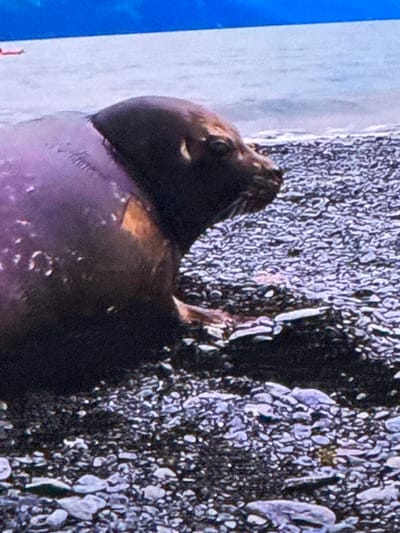 A seal is resting on a rocky shore with the ocean in the background. The seal is dark brown and appears wet. The rocks are various shades of gray and white. The water is a light blue. There is a hint of a red object in the upper left corner of the image that is out of focus. The image is blurry and pixelated, suggesting it was taken from a distance or at a low resolution.
