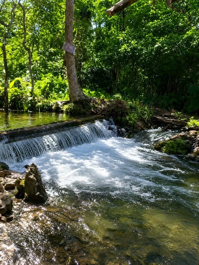 A small waterfall cascades over a low stone dam in a lush, green forest. Sunlight filters through the dense canopy, dappling the clear water and the surrounding rocks with shimmering light. The water flows into a clear stream with a rocky bed. To the left of the stream, a large tree stands with its roots exposed and a piece of fabric tied to its trunk. The forest is thick with vegetation, and branches extend into the scene from above. The image appears to be taken on a bright, sunny day.